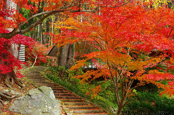 It is a scenery of vivid fir and stone steps.