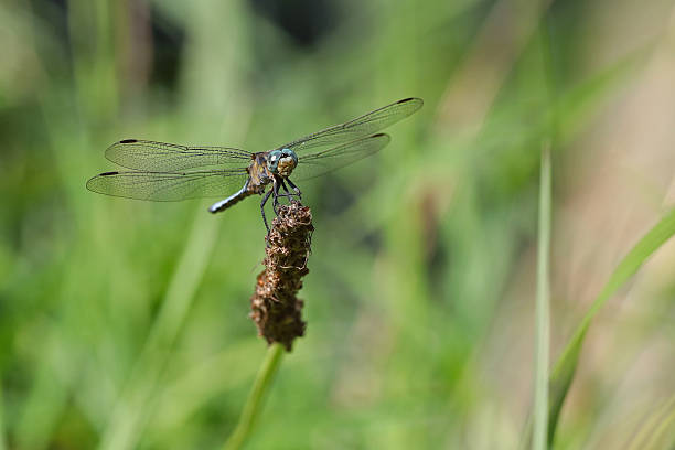 istock Bblue dragonfly on a strand of grass 590612764