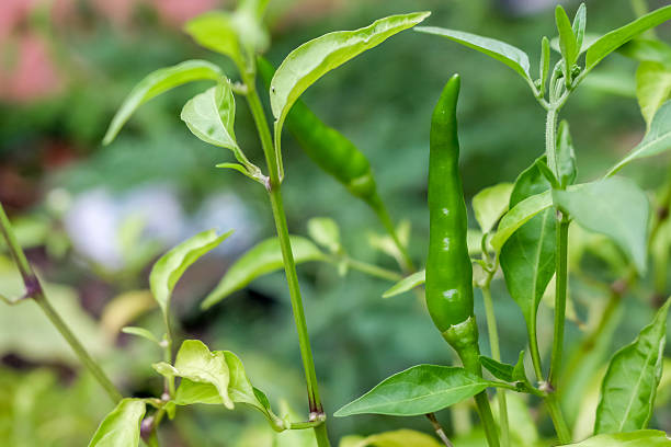 istock close up Green chili on chili tree 590613726