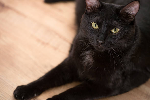istock Black cat laying on floor and looking at camera. Copyspace 590614582