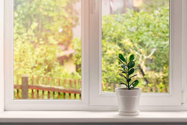flor de crassula en maceta en el alféizar de la ventana - alféizar de la ventana fotografías e imágenes de stock