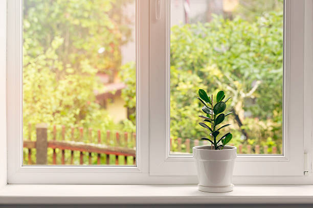 fleur de crassula en pot sur le rebord de la fenêtre - window sill photos et images de collection