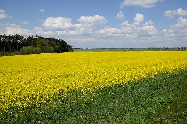 istock agricultural raps field with the forest and the blue sky 590616120