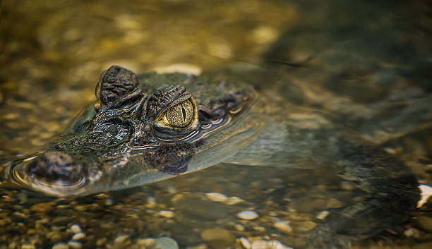 istock Crocodile lies on the rocky bottom. 590617076