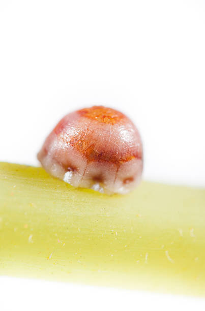 istock Ceroplastes rusci -  fig tree parasite 590617346