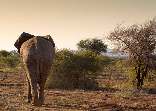 Rear view of an elephant walking away from the waterhole in the late afternoon,Madikwe Game Reserve, South Africa.