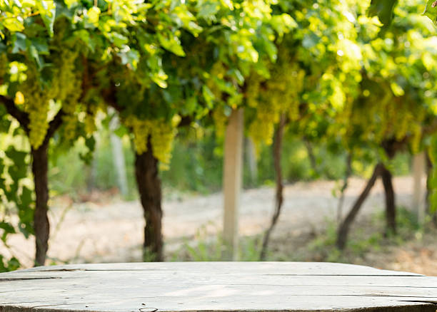 empty blue table for wine in vineyard. - table grape imagens e fotografias de stock