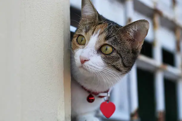 Photo of Funny cat on the windowsill. Kitten peeks from behind bars