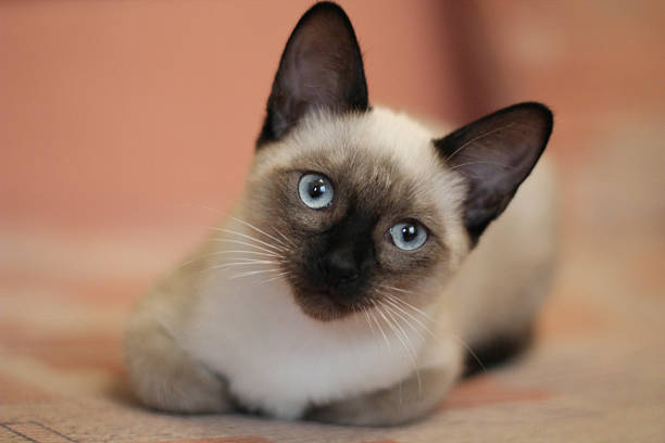 Young siamese kitten. Cute cat with beautiful blue eyes. Young siamese is lying. Close up portrait of laying siamese cat. Cute cat with beautiful blue eyes. Proper care of animalsю siamese cat stock pictures, royalty-free photos & images