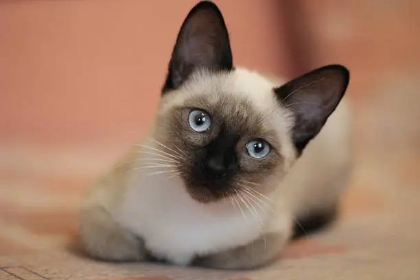 Young siamese is lying. Close up portrait of laying siamese cat. Cute cat with beautiful blue eyes. Proper care of animalsю