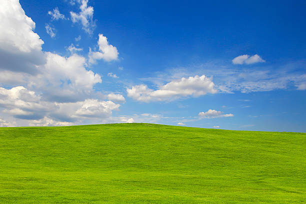 istock Trees on the hill with green grass and blue sky 590622010