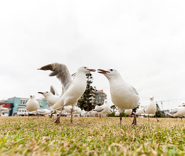 istock Feeding Silver Gull Doves in Bondi Beach, Sydney, Australia. 590622972