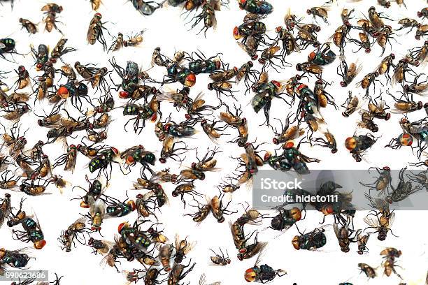 60+ Dead Flies Stuck On A Sticky Fly Trap Stock Photos, Pictures &  Royalty-Free Images - iStock