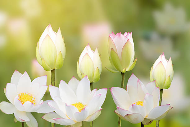 istock white water lily flower (lotus) and white background. The lotus 590625038