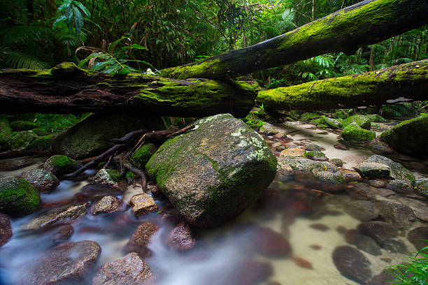 Mossman Gorge Scenery A typical water and rocks scene in Mossman Gorge, Queensland, Australia mossman gorge stock pictures, royalty-free photos & images