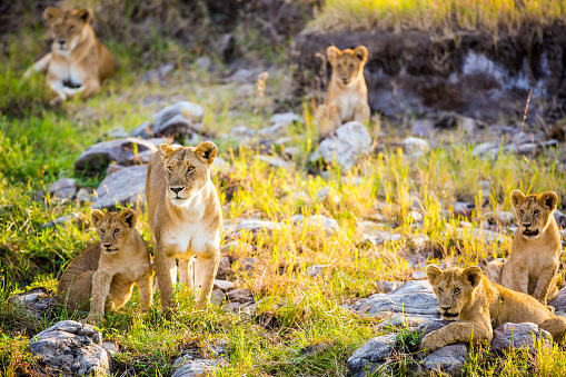 Lioness and cub at wild at rock area with their family at sunrise