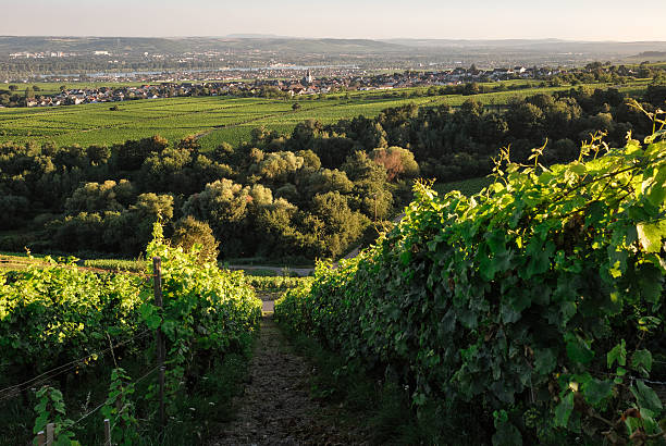 istock Green landscape in Germany 590625646