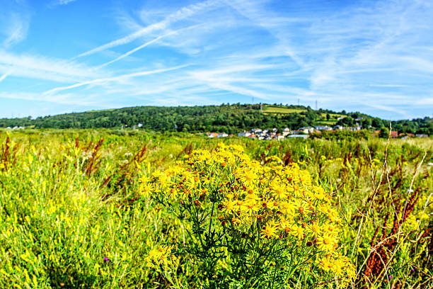 Yellow ragwort flowers in Welsh countryside - Jacobaea vulgaris
