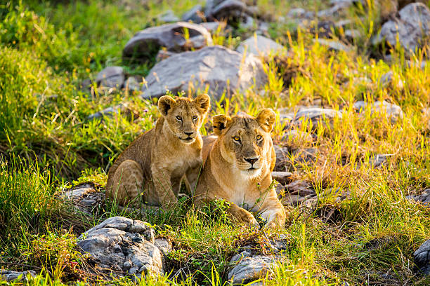 istock Lioness and lion cub 590626982