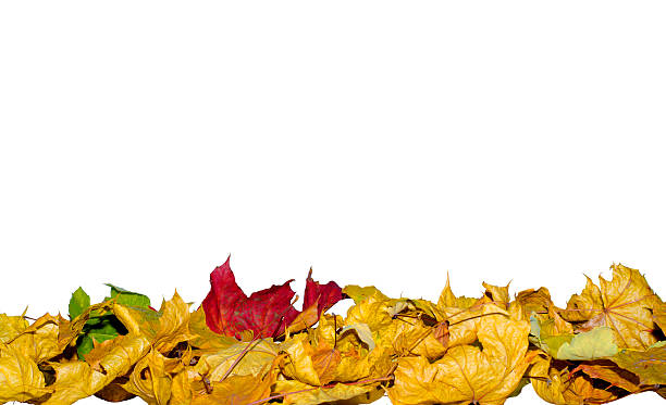 istock lot of colored dry maple leaf 590627834