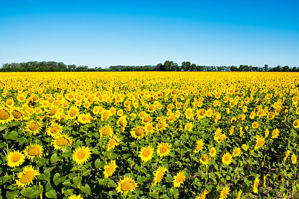 istock Beautiful yellow sunflower field 590627912