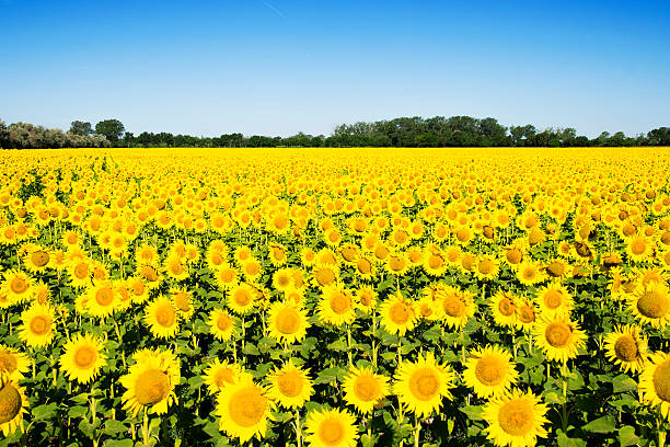 istock Beautiful yellow sunflower field 590627916