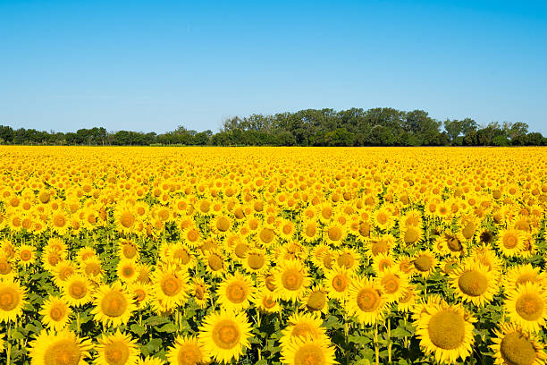 istock Beautiful yellow sunflower field 590627934