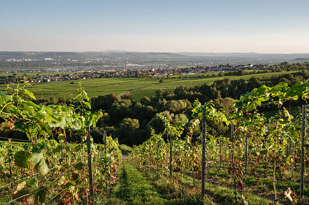 istock Green landscape in Germany 590628002