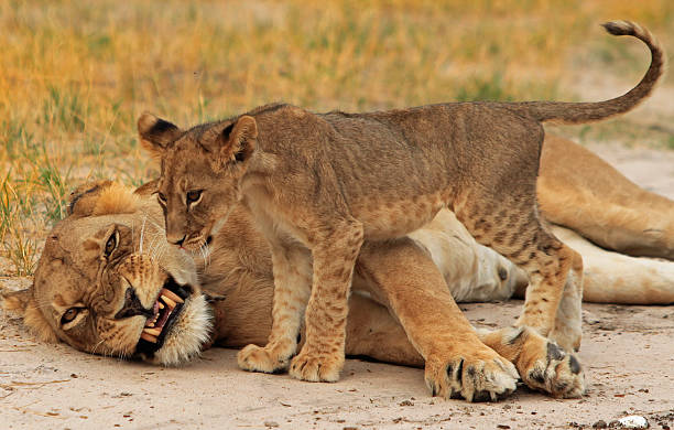 грейс львица с одним из ее детенышей - hwange national park стоковые фото и изображения