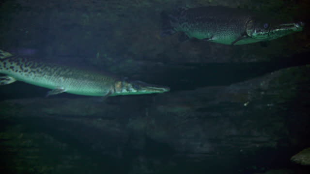 Two alligator gars in standing water