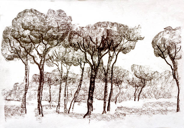 Graphic illustration of Rome. Italian trees. Poster Design. Two-color pencil, sepia. Duotone