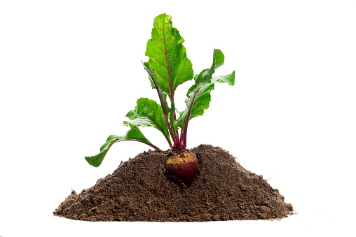 Beet root. Growing plant isolated over white background