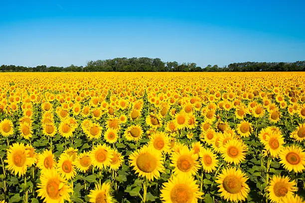 Beautiful yellow sunflower field