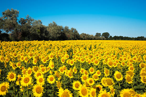 istock Beautiful yellow sunflower field 591400004