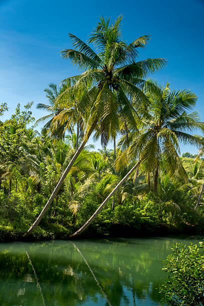 istock Coconut palms of Indonesia 591400120