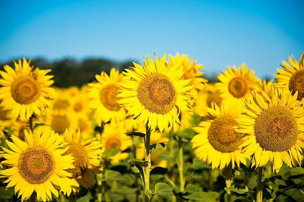 istock Beautiful yellow sunflower field 591400328