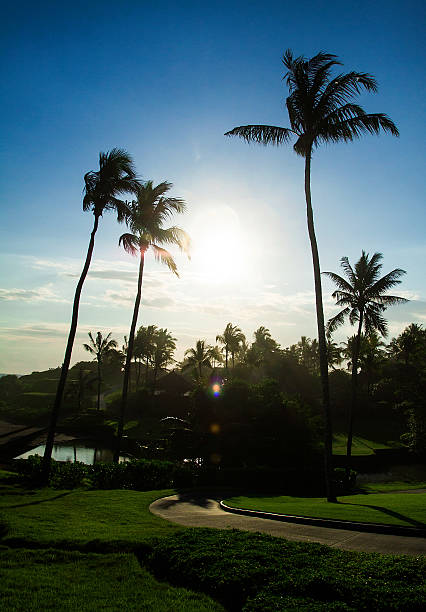 istock palms on the green field 591400740