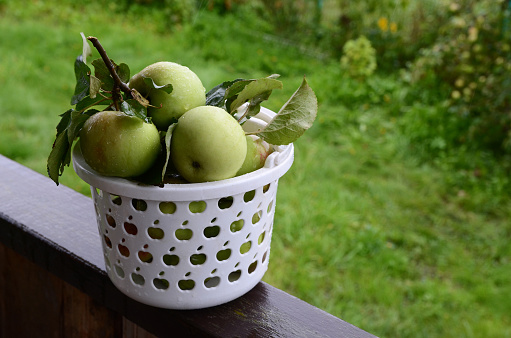Organic green apples with rain drops  in a white basket  in the countryside. Concept for natural healthy diet.
