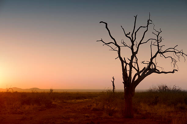 istock African sunset with bare tree silhouette,Madikwe Game Reserve 591400954