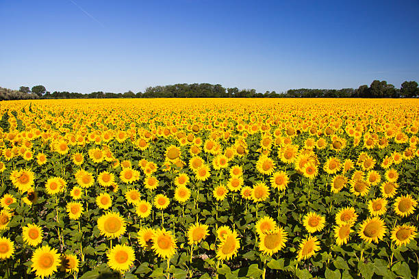 istock Beautiful yellow sunflower field 591401204