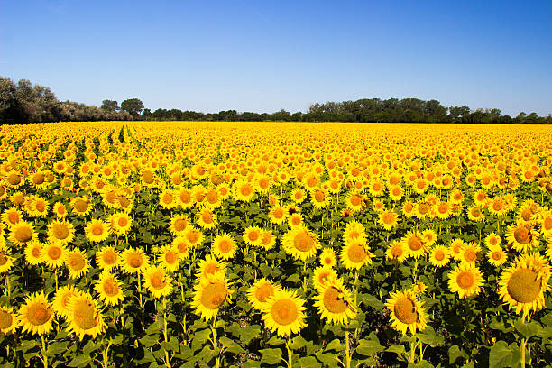 istock Beautiful yellow sunflower field 591401210