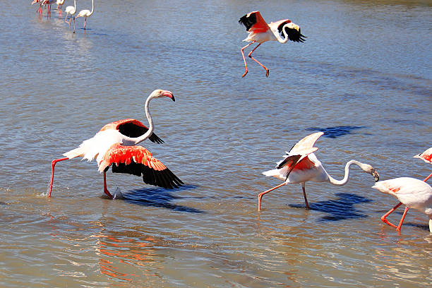 istock Flamingos in the water 591401402