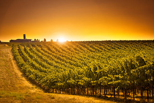 paisagem vinícola columbia valley vineyard do estado de washington eua - red mountains - fotografias e filmes do acervo