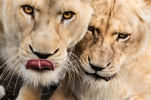 Close-up of a two lionesses in the pack. Until one of of them lies quietly, the other is very interested and looking at the camera licking his lips.