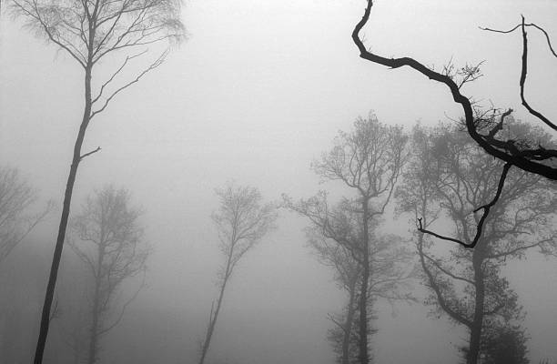 istock Tree winter is foggy 591402498