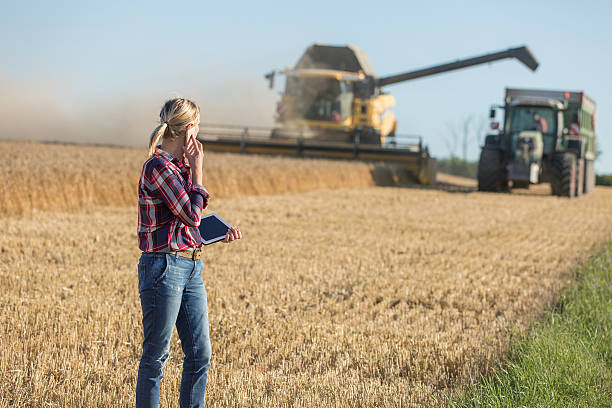 istock Combine harvester and tractor harvesting wheat in wheatfield 591402806