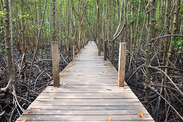 Photo of Wooden walkway bridge in mangrove forest located at Rayong, Thai