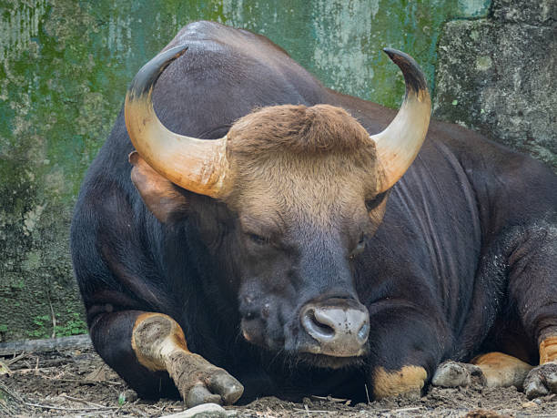 istock Close up of Male Gaur 591403234