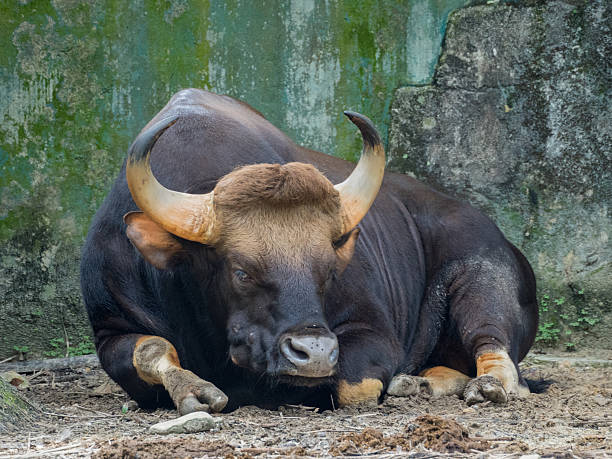 istock Close up of Male Gaur 591403306