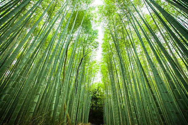 camino en medio del bosque de bambú - tree bamboo tall japanese culture fotografías e imágenes de stock